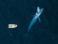 /album/la-ballena-azul/images-6-jpg/